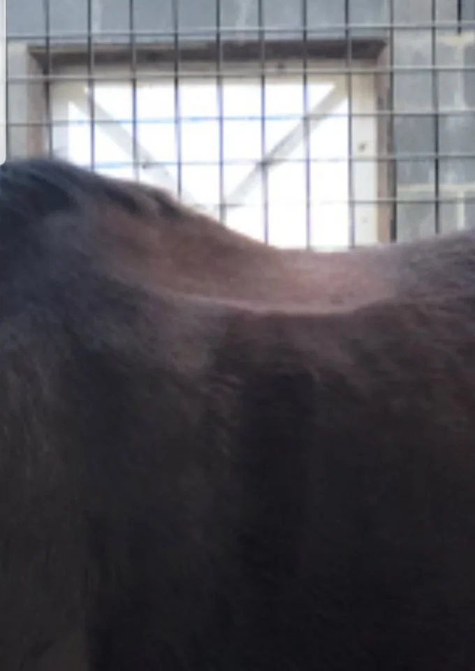 A Saddle's Role in Kissing Spine Recovery — Tad Coffin Performance Saddles