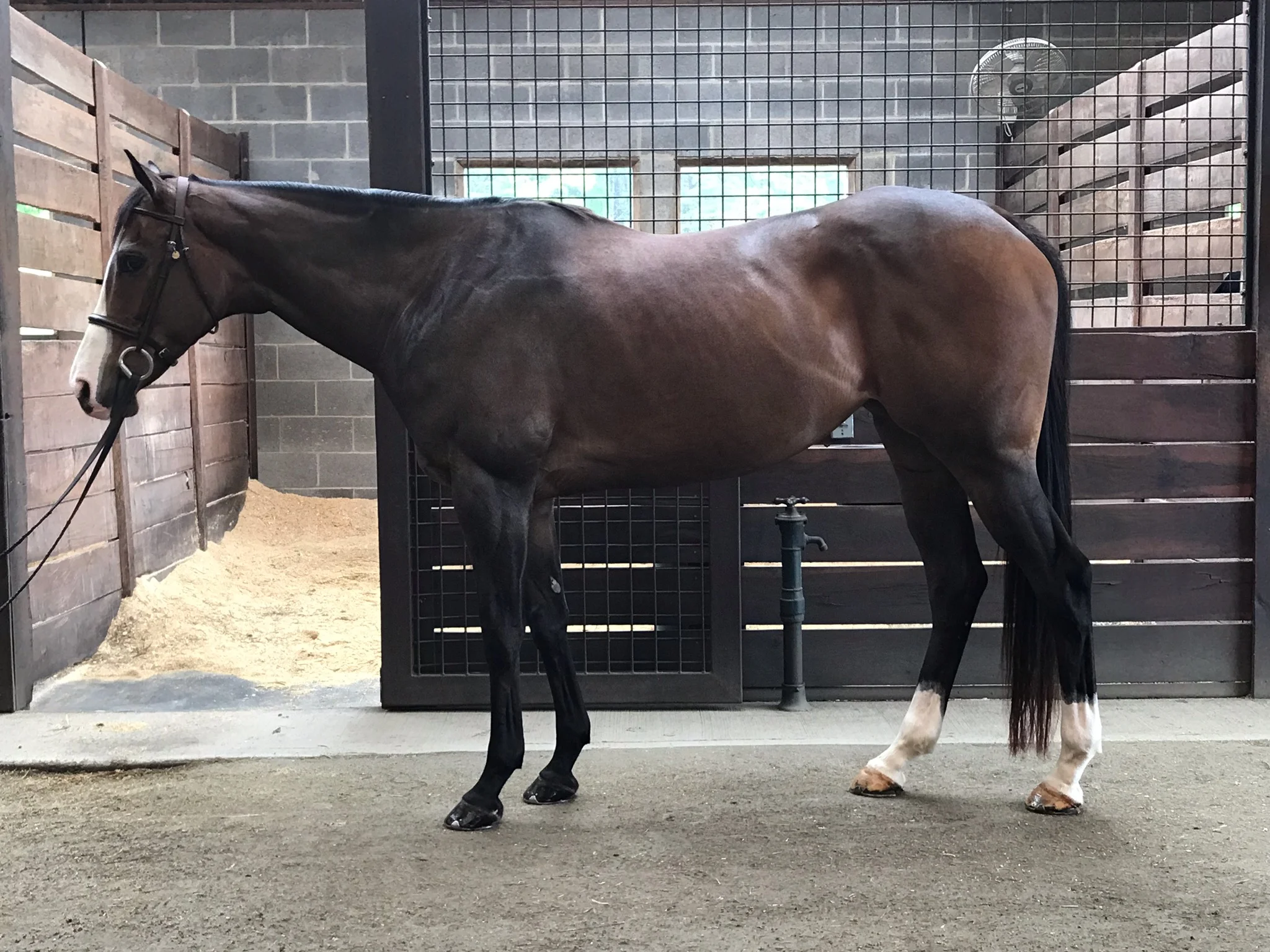 Bella in stall.jpg