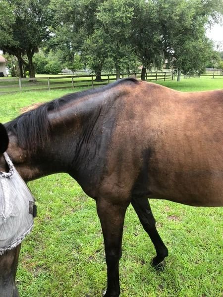 Gelding with Anhidrosis 2.jpg