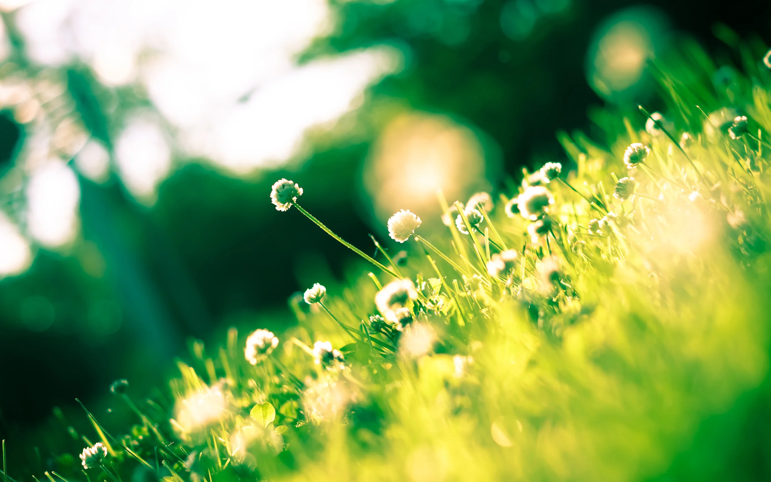 7032159-sunshine-clover (1).jpg