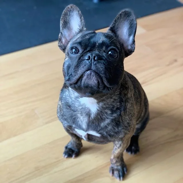 A belated happy birthday to my little nugget of perfection: @keepingupwith_kai_! Exactly ONE year ago on Dec 15th, this handsome little man graced the world with undeniable cuteness and I got a phone call from @carolinafabulousfrenchies that there wa