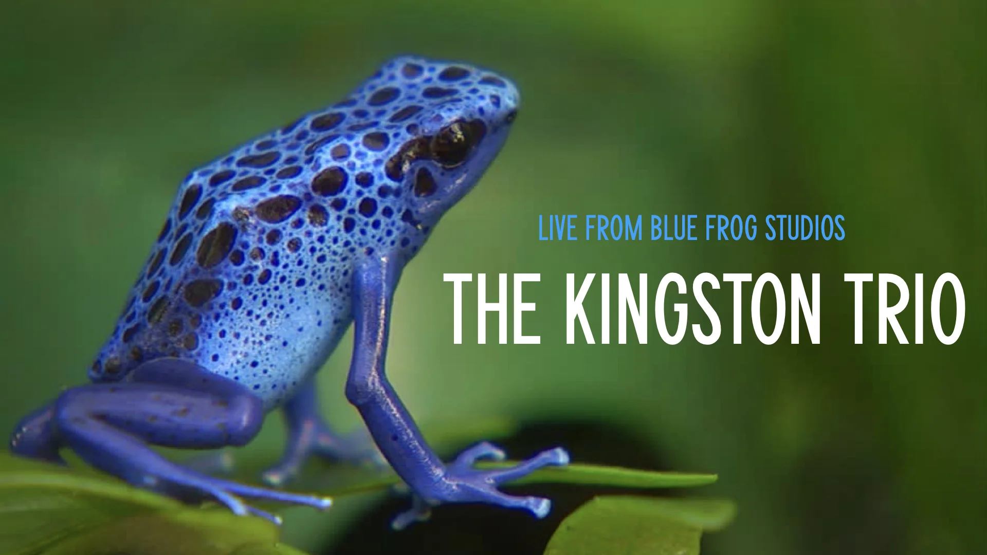 Blue Frog Thumbnail.002.jpeg