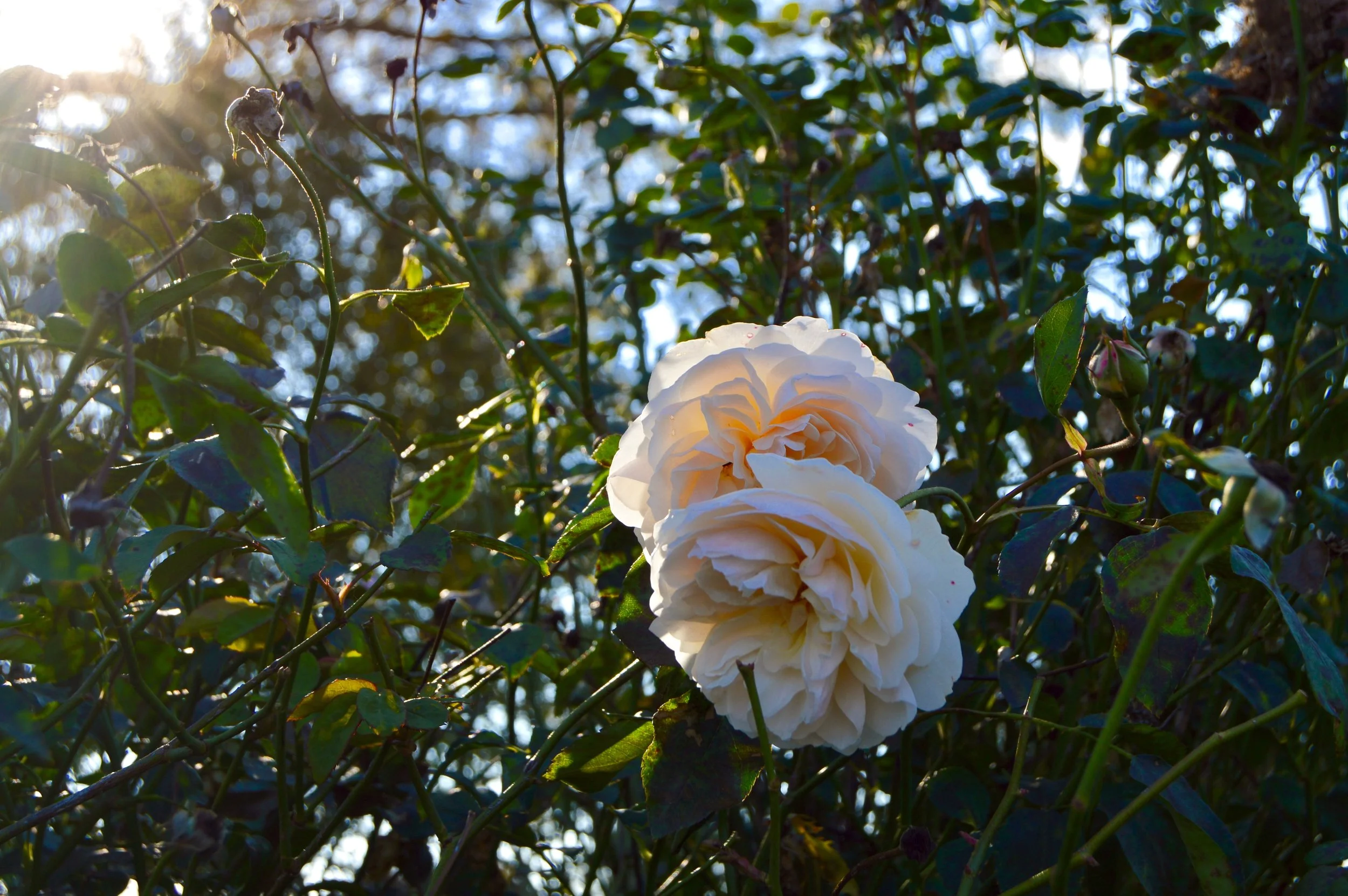 DSC_0424.jpg