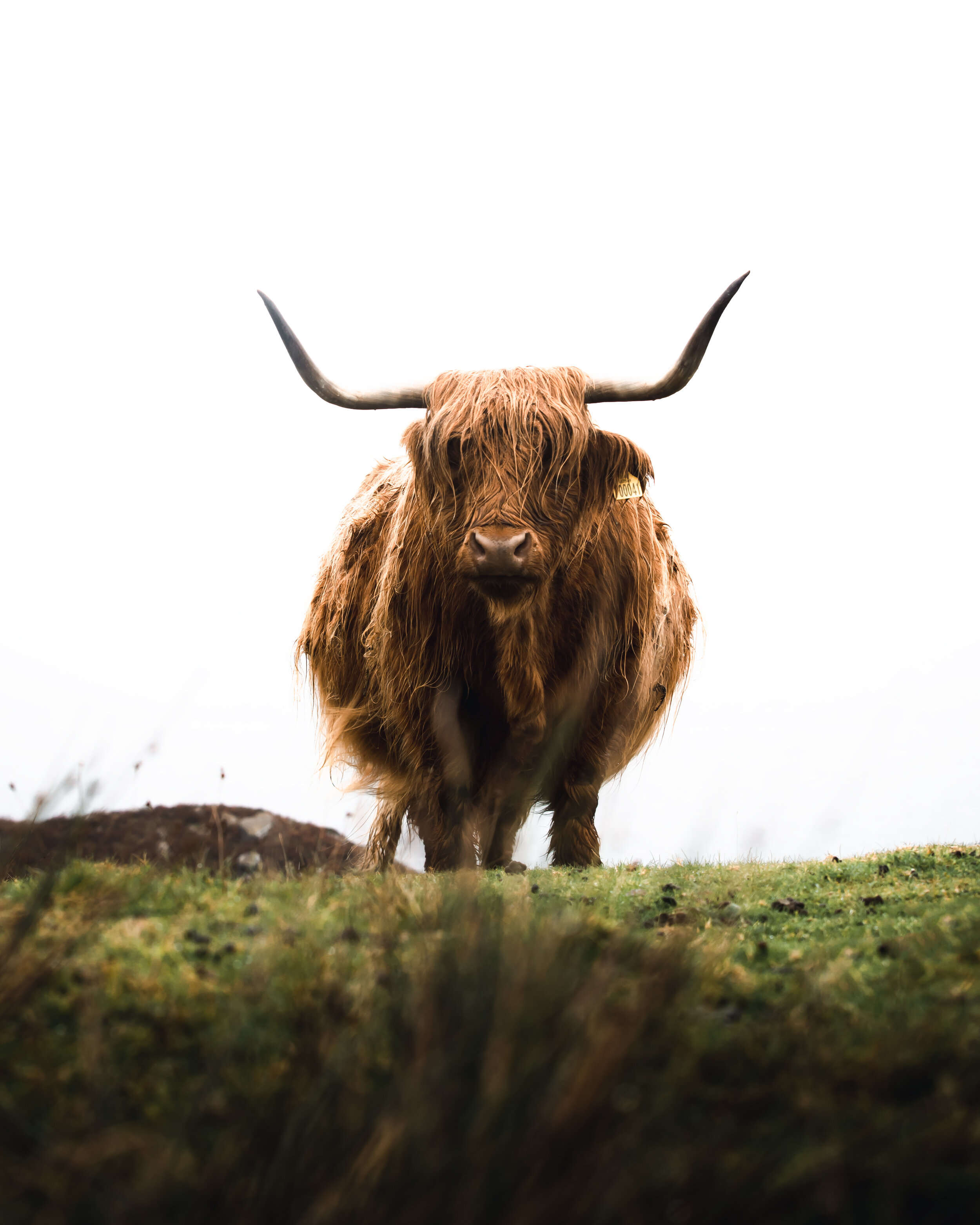 Grassy Coo. 