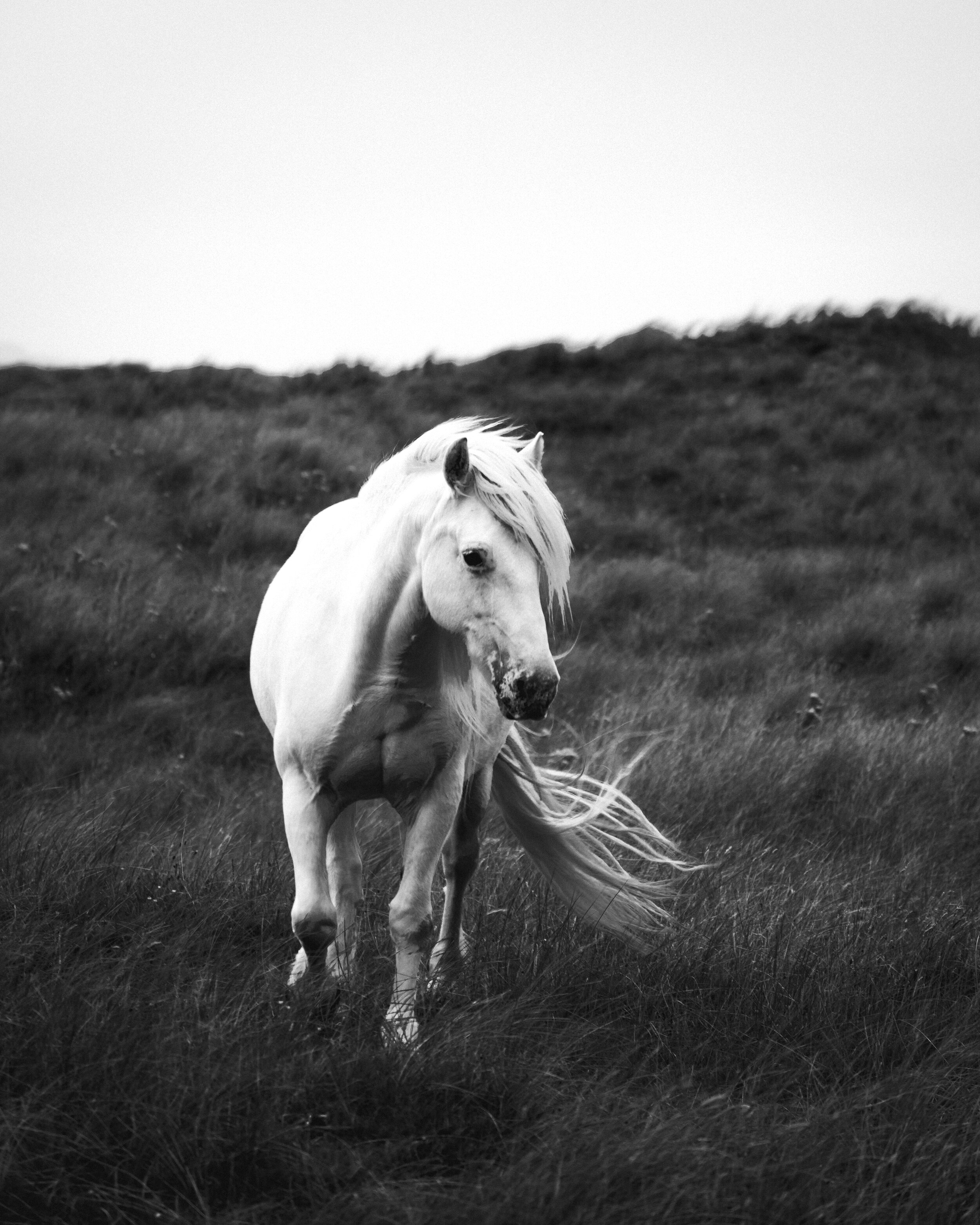 White horse of Luskentyre.