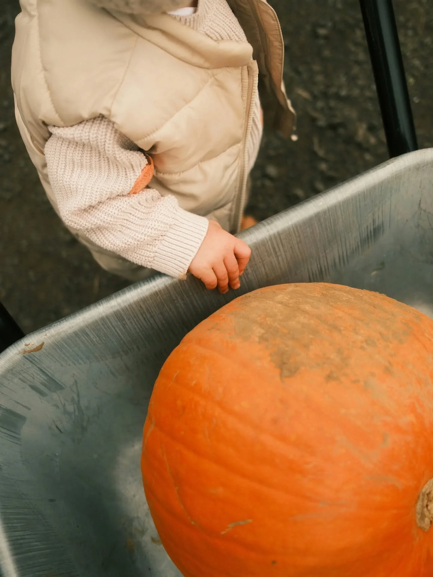 Young JJ loves his pumpkins (for 15 minutes). 🎃

#fujifilm #x100vi #pumpkin #halloween
