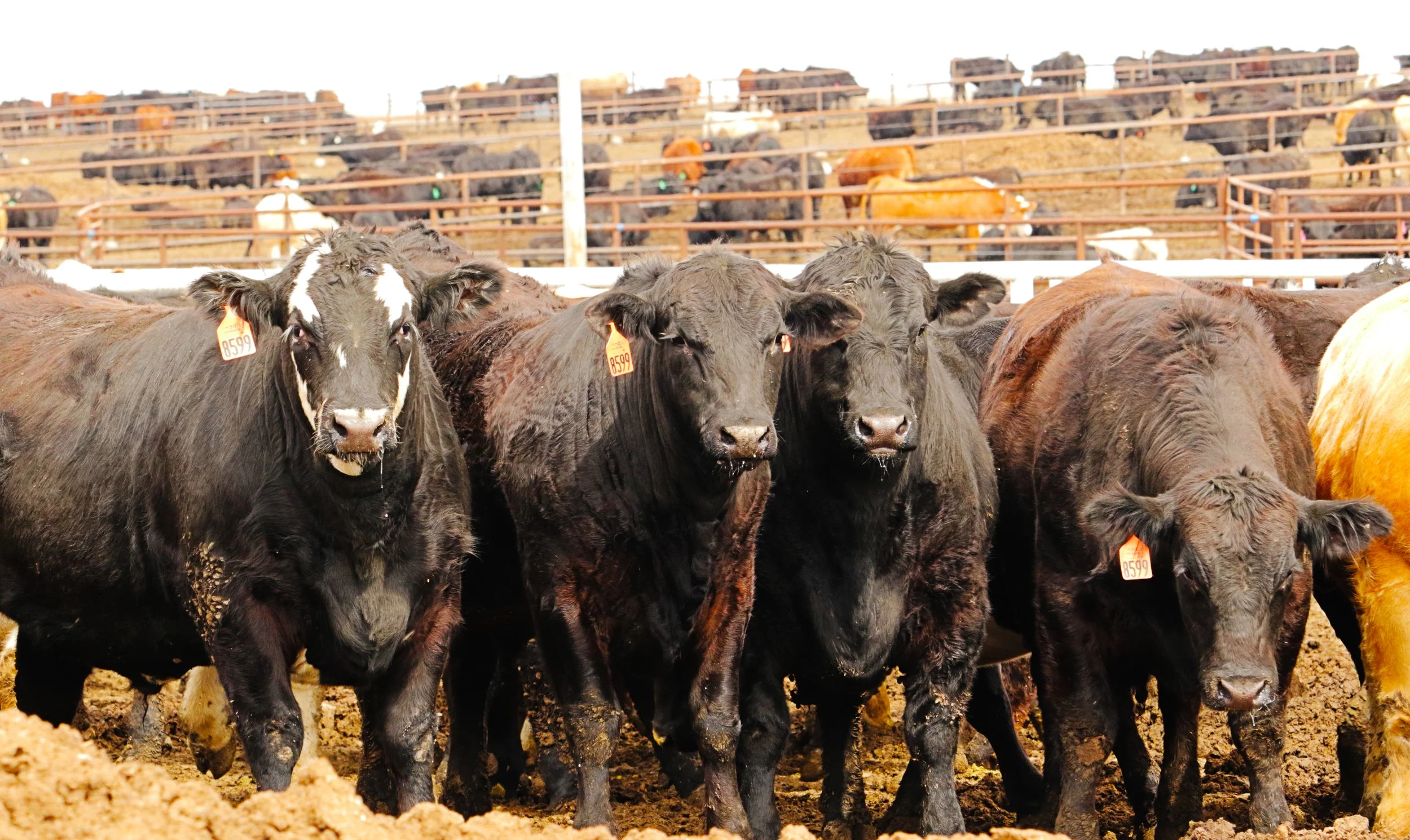 0C0A0743 edited jpeg.jpg