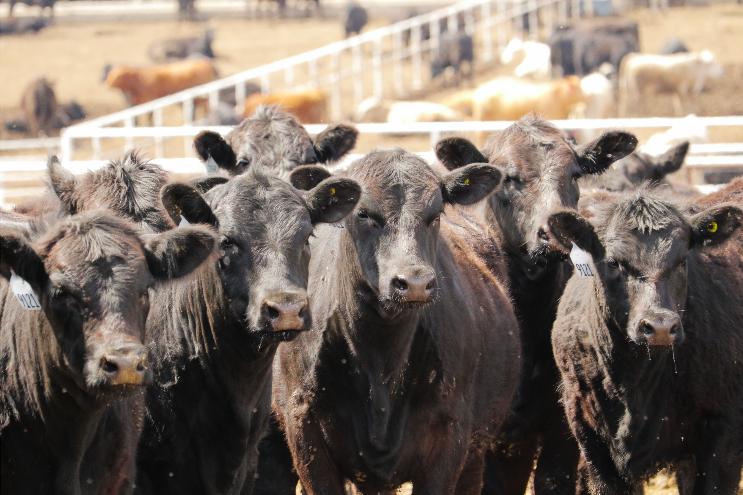 0C0A0786 edited PNG smaller.png