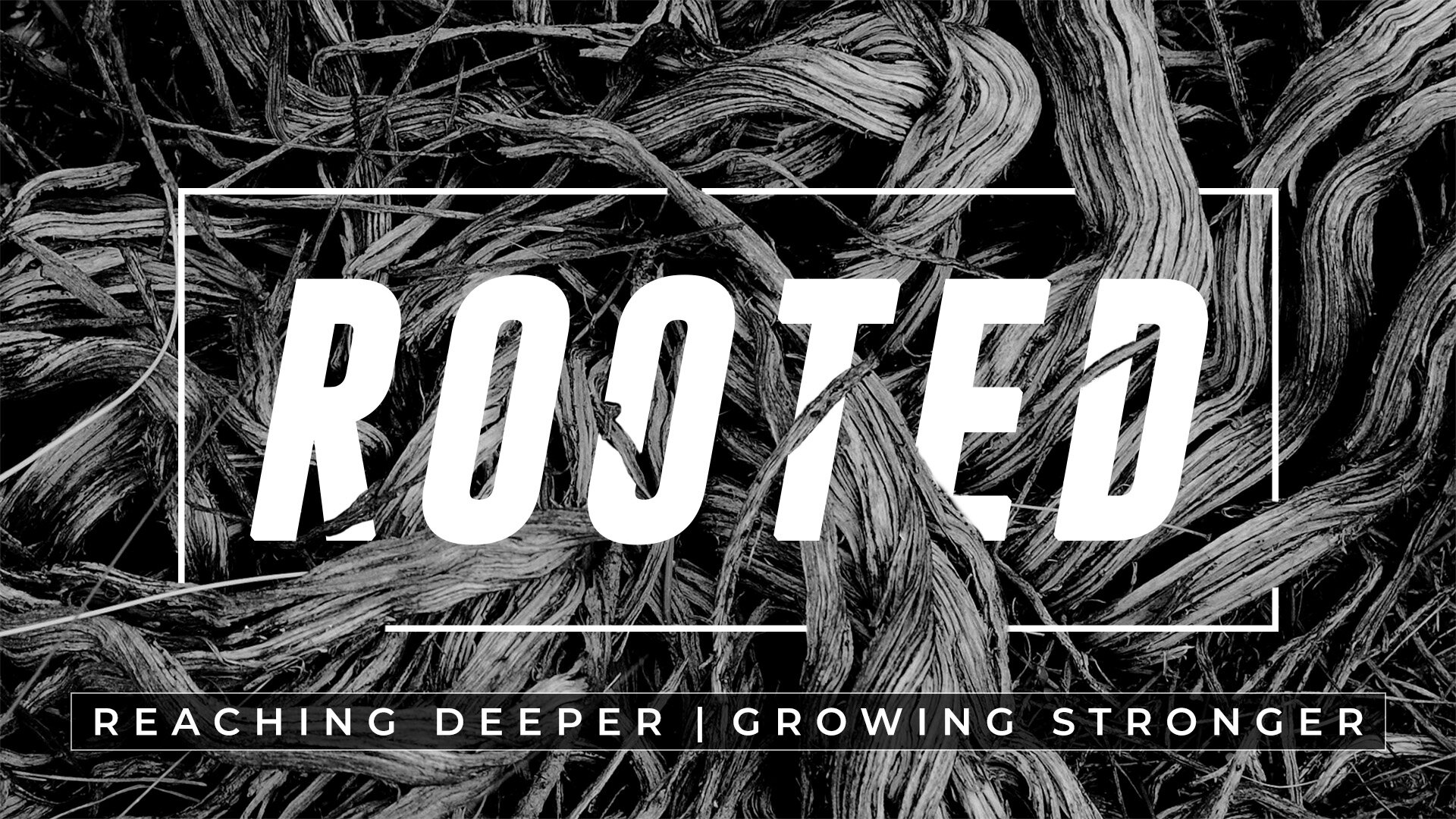 Rooted (January 2020)