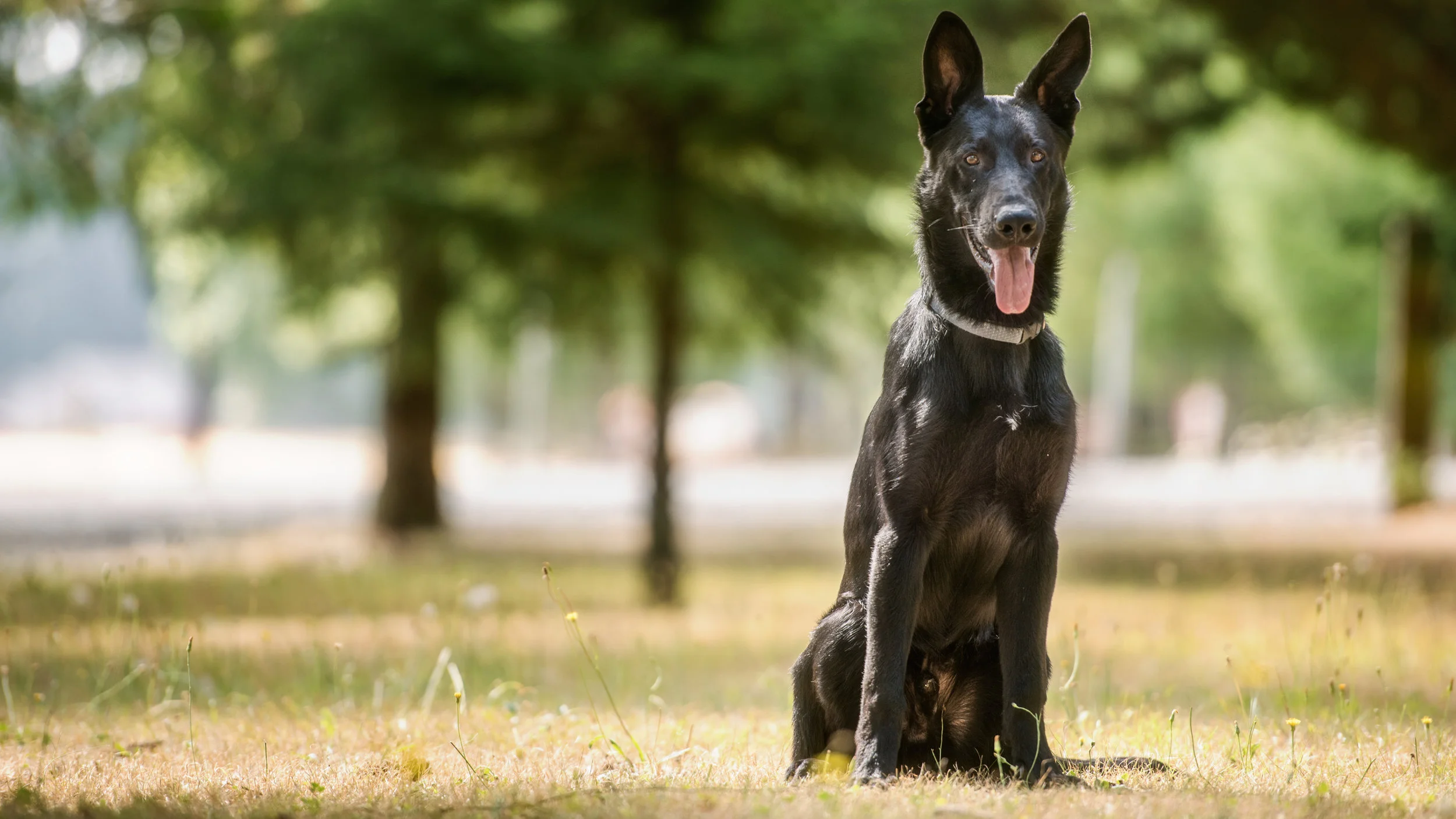 Bodhi von Aufstand - Born 12-31-2016 Sire Olli vom Spitzenhund - Dam: Astir vom Major