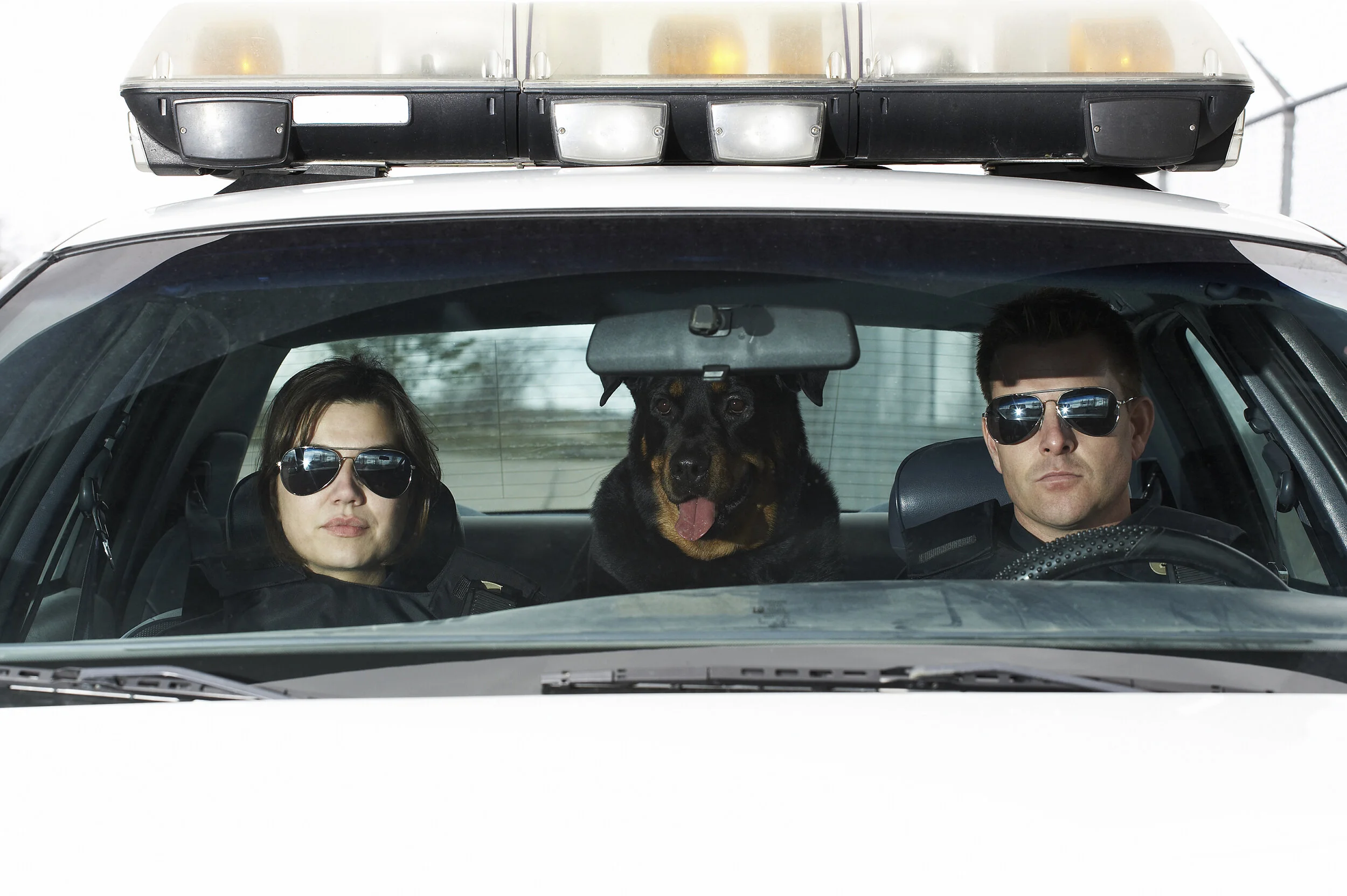 The Safest Ways to Transport Your Personal Protection or Police Dog