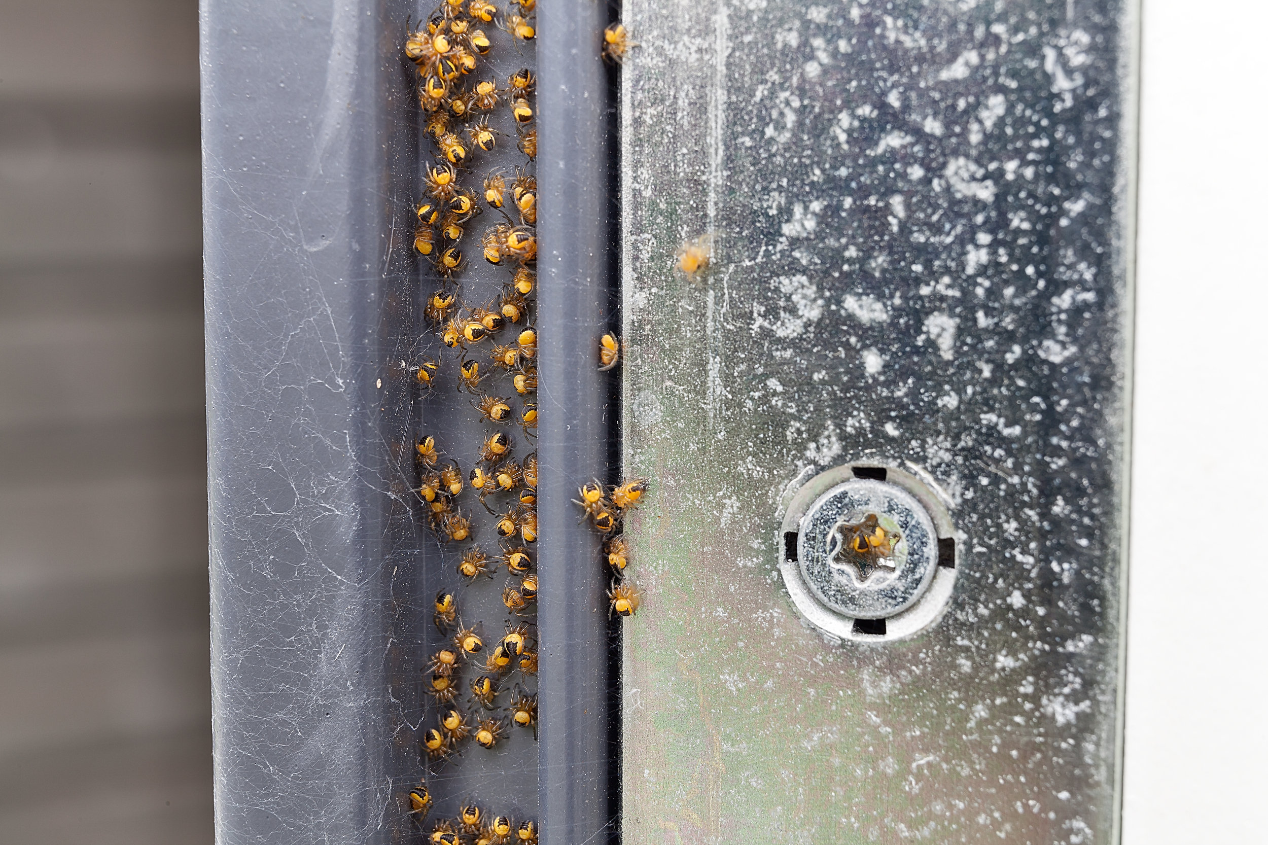 Baby spiders