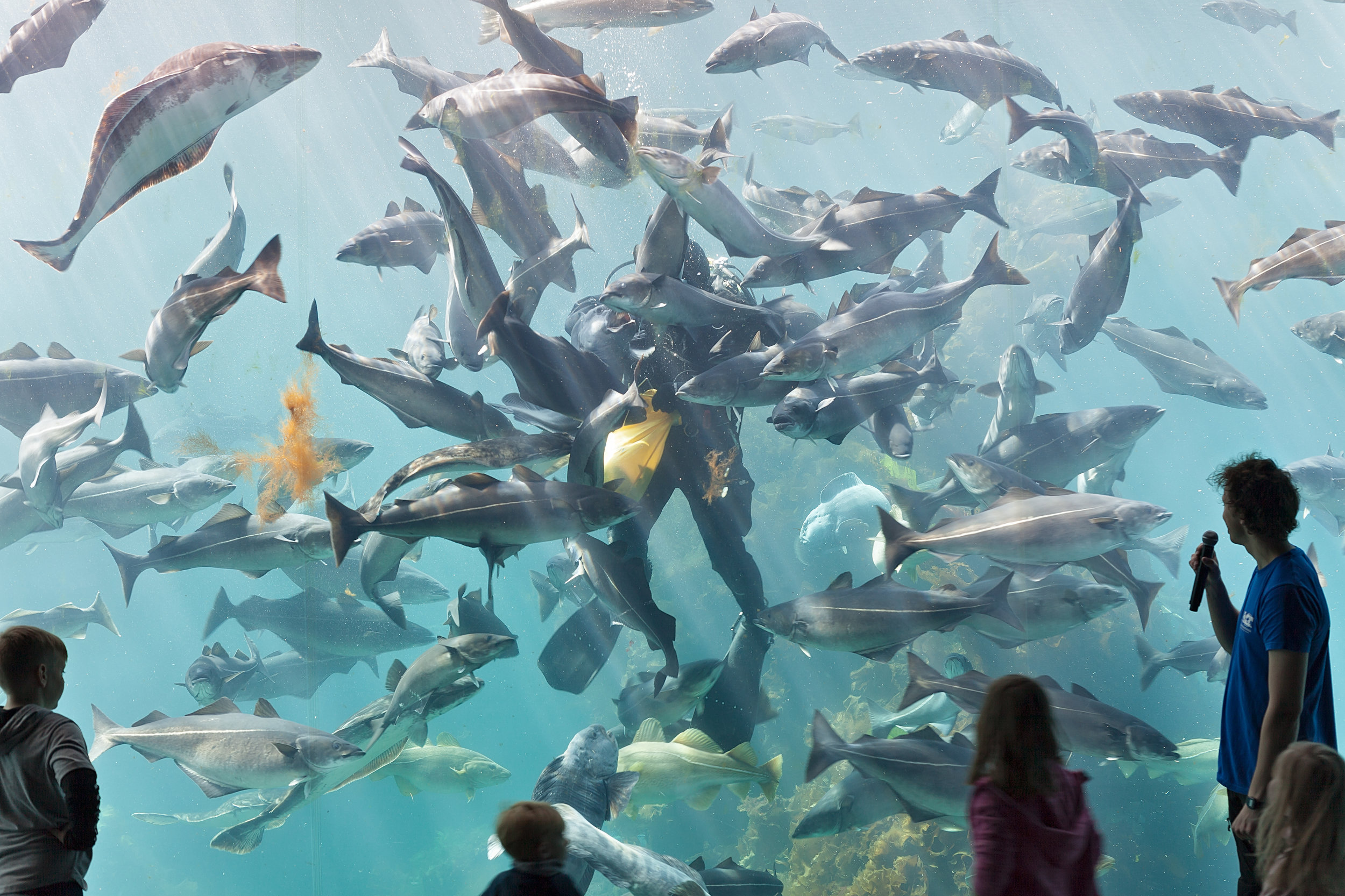 In the huge tank, the big fishes are manually fed by a diver