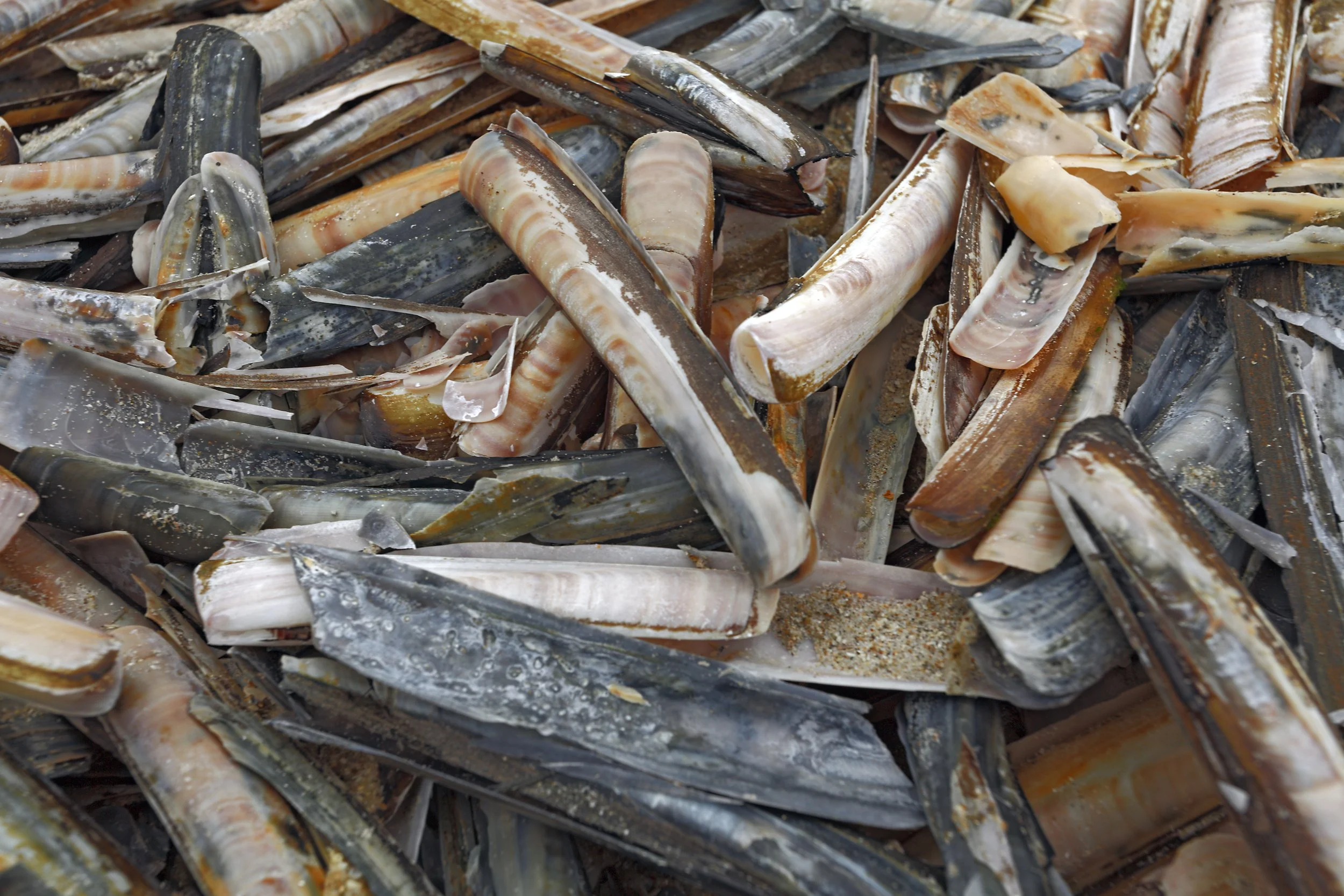 Razor clam