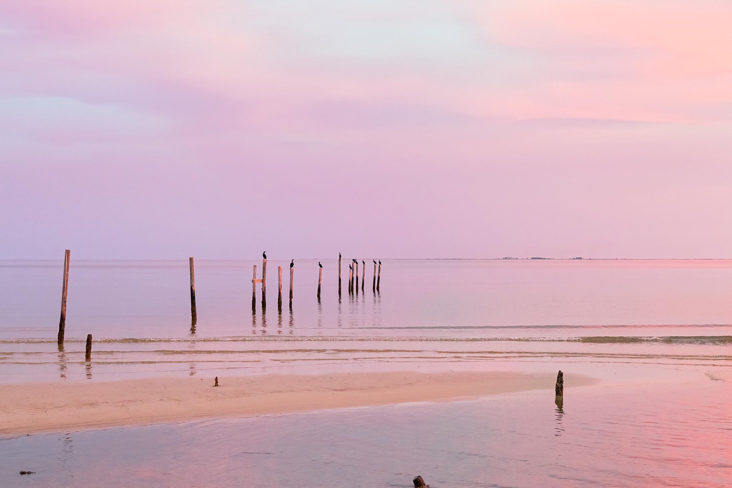 Cormorants resting ob poles in evening light