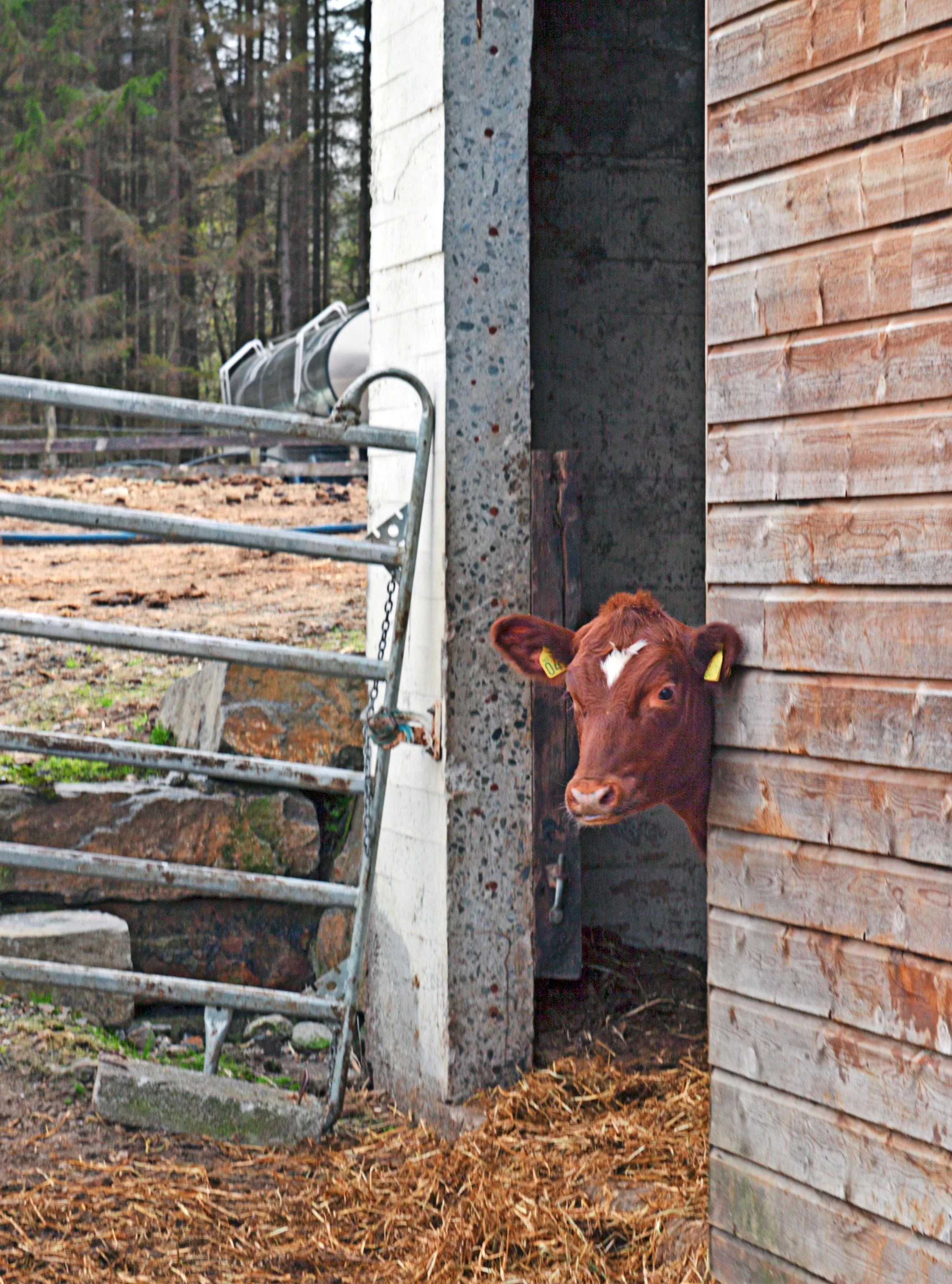 a calf looking out to see what's up