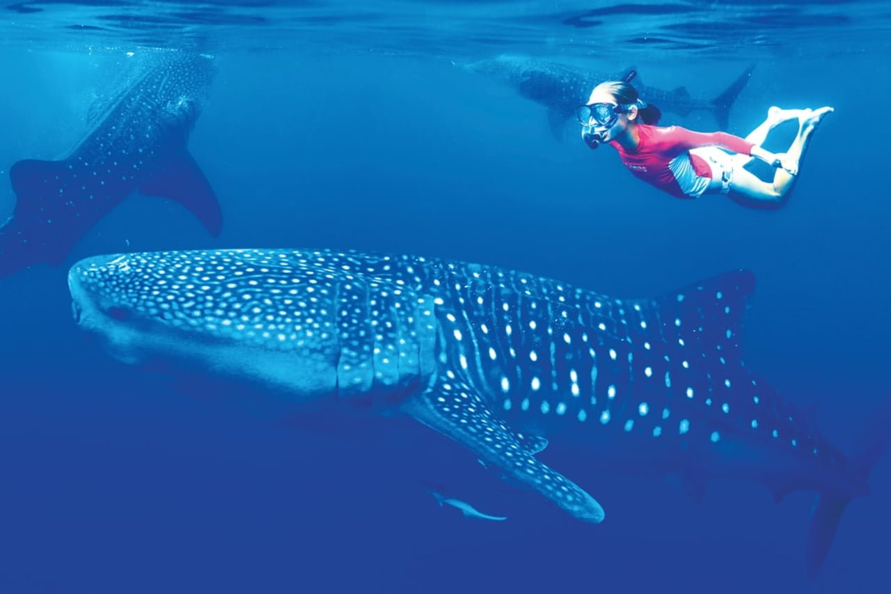 03_nautilus-explorer_bahia-angeles_whale_sharks.jpg