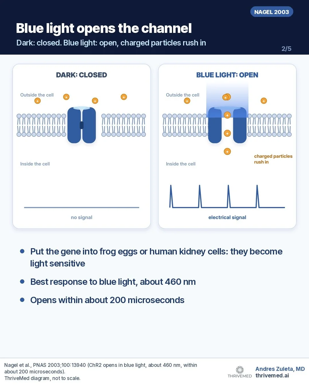 Diagram: channelrhodopsin in a cell membrane, closed in the dark and open in blue light so charged particles flow in