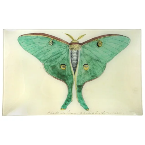 10T_GreenButterfly_500x.jpg