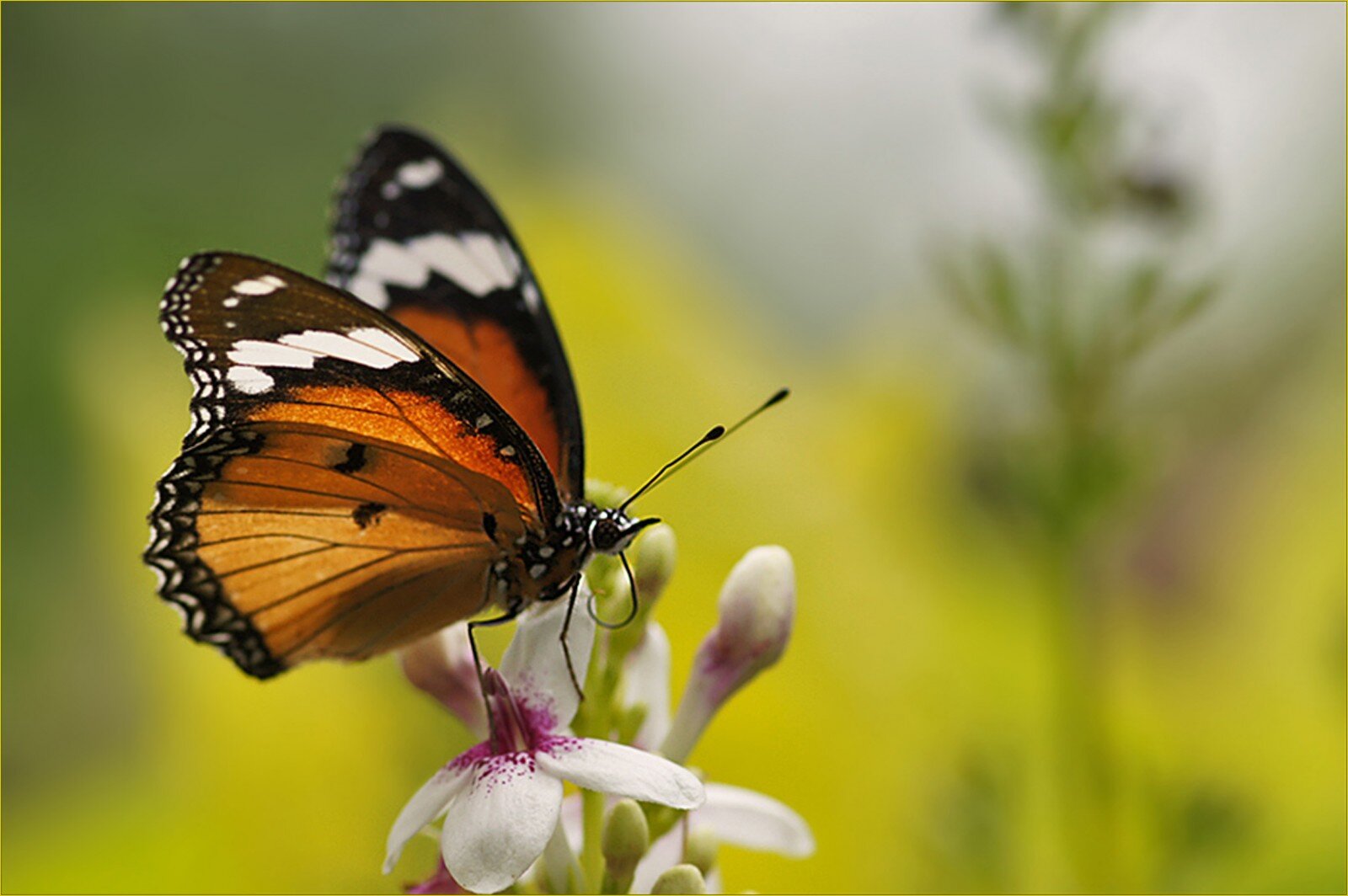 Mariposa Monarca + Valle de Bravo