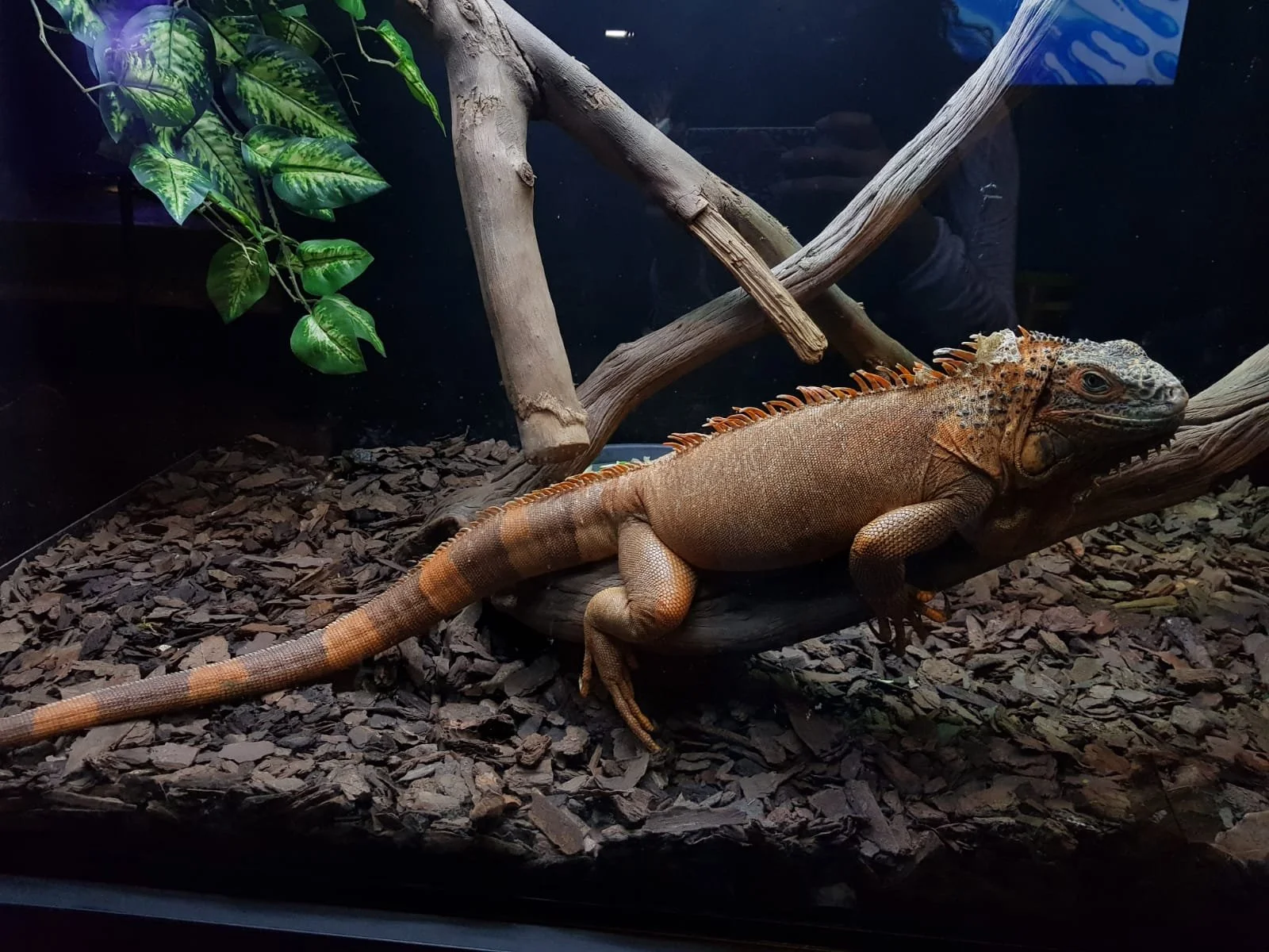 acurio inbursa gal_1.jpg