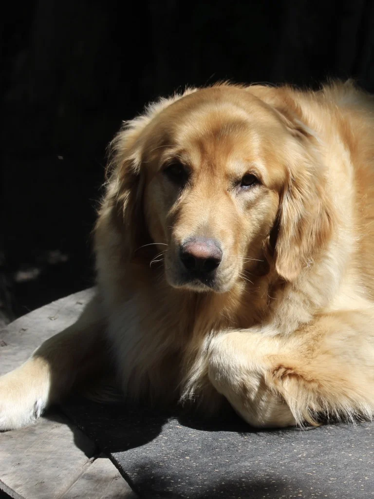Archie - Class Greeter