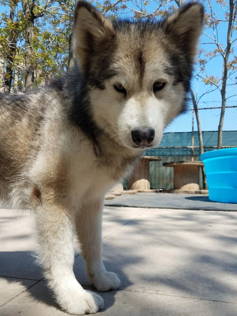 Sequioa Hall Monitor.jpg
