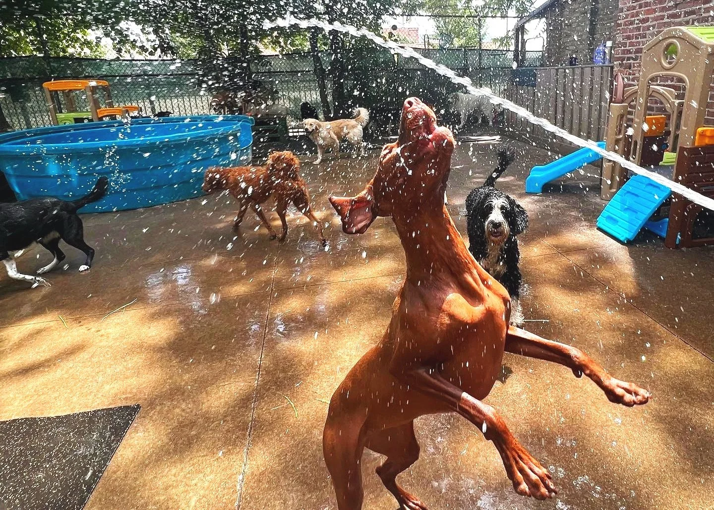 pet boarding đà nẵng