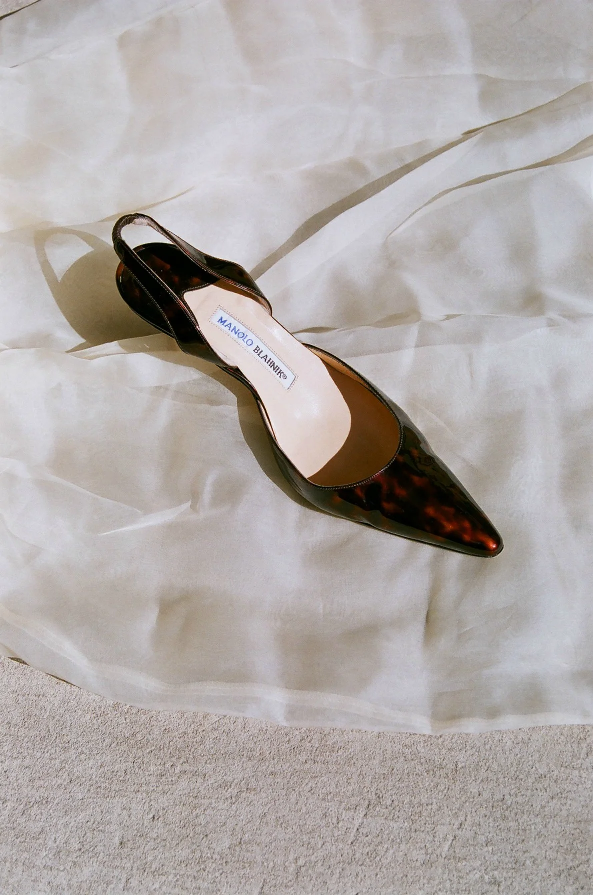 tortoise manolo 3.jpg