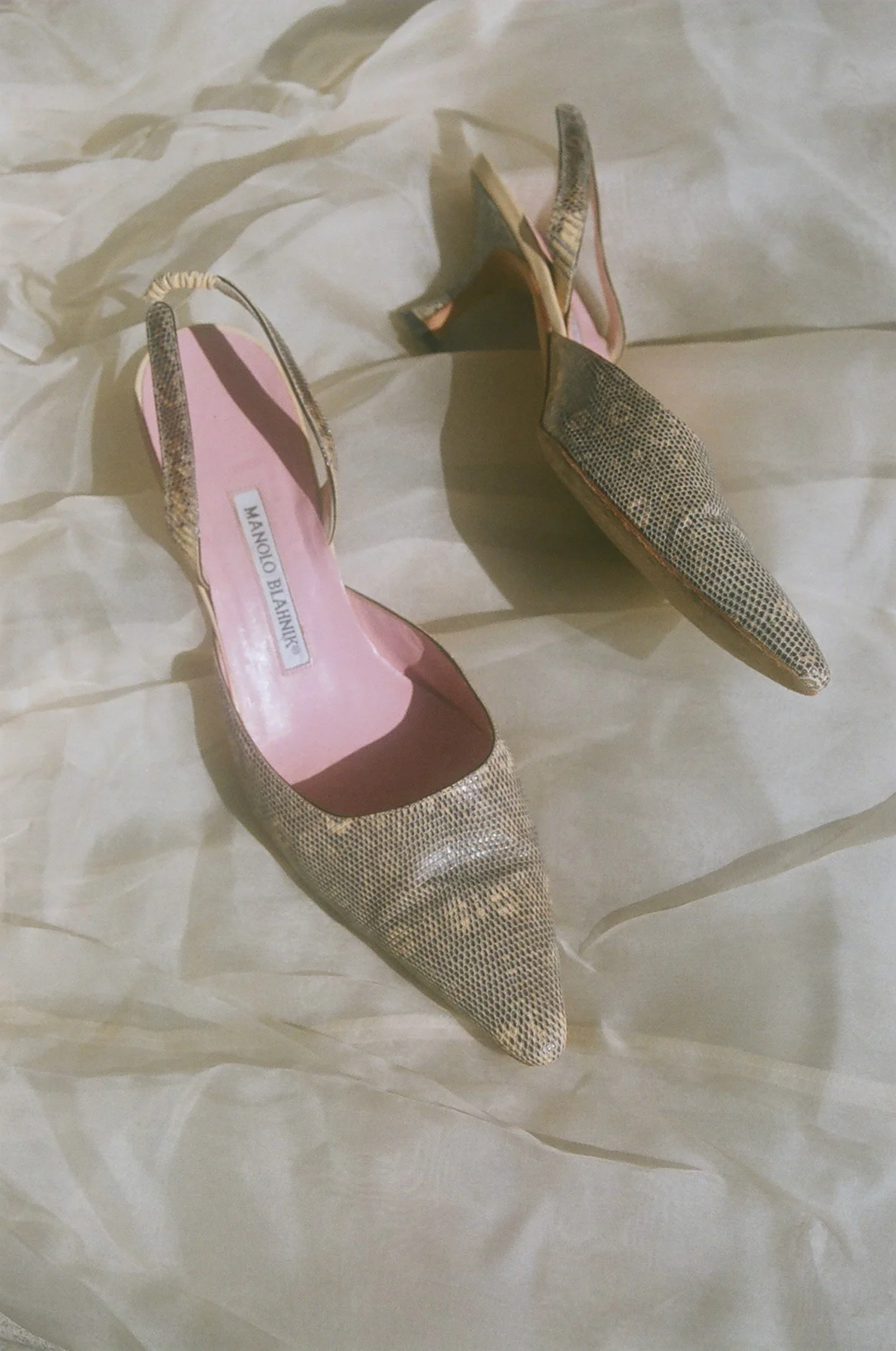 pink lizard manolo 1.jpg