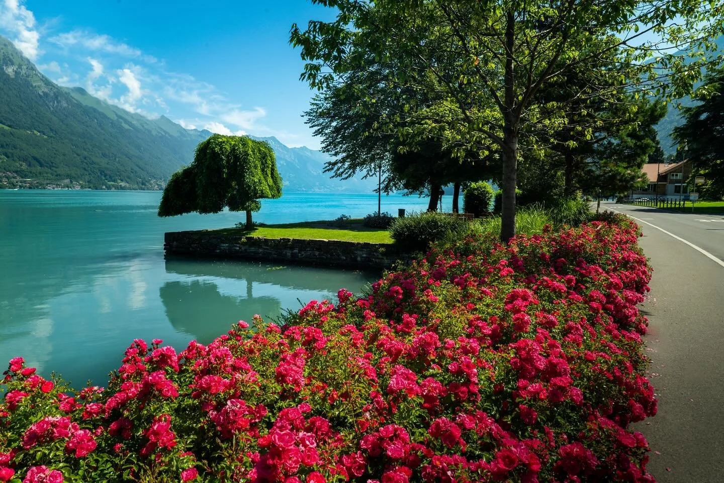 📍 Interlaken, Switzerland 🇨🇭 .
.
.
.
.
.
.
.
.
.
.
.
.
#interlaken #switzerland #travel #brienzersee #lakebrienz #lakebrienzersee #flowers #photography #travelphotography #picoftheday