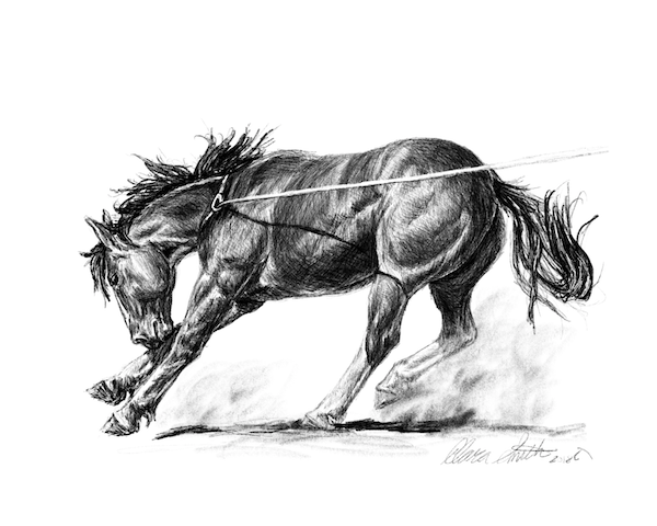 Roughstock Colt.png