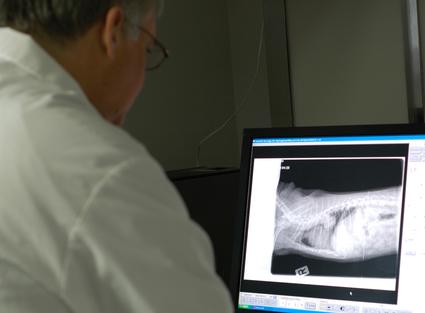 Dr. Corrigan examining a chest x-ray