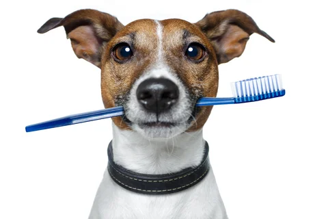 dental_dog.jpg