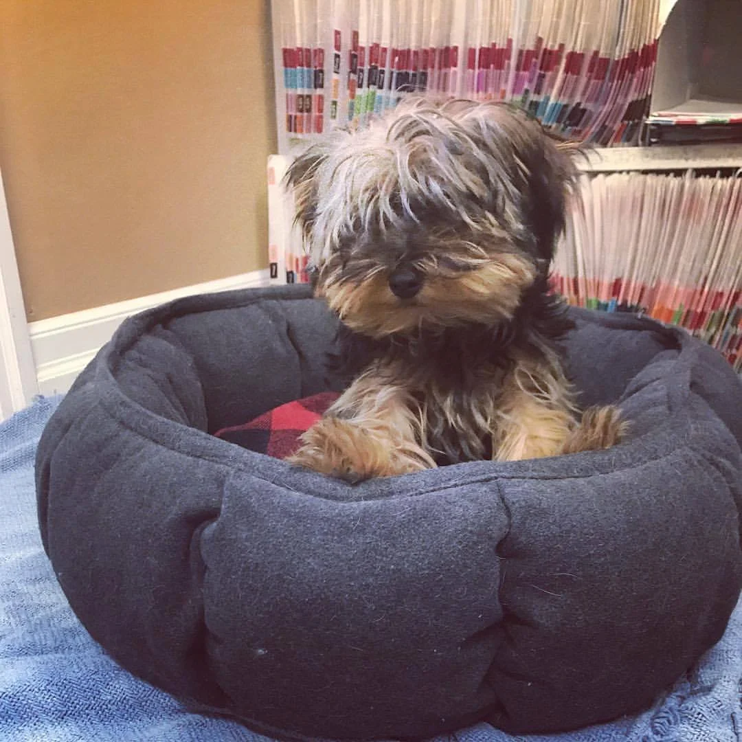 Benji