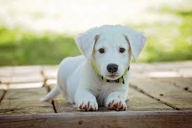 PLANNING ON CRATE TRAINING?