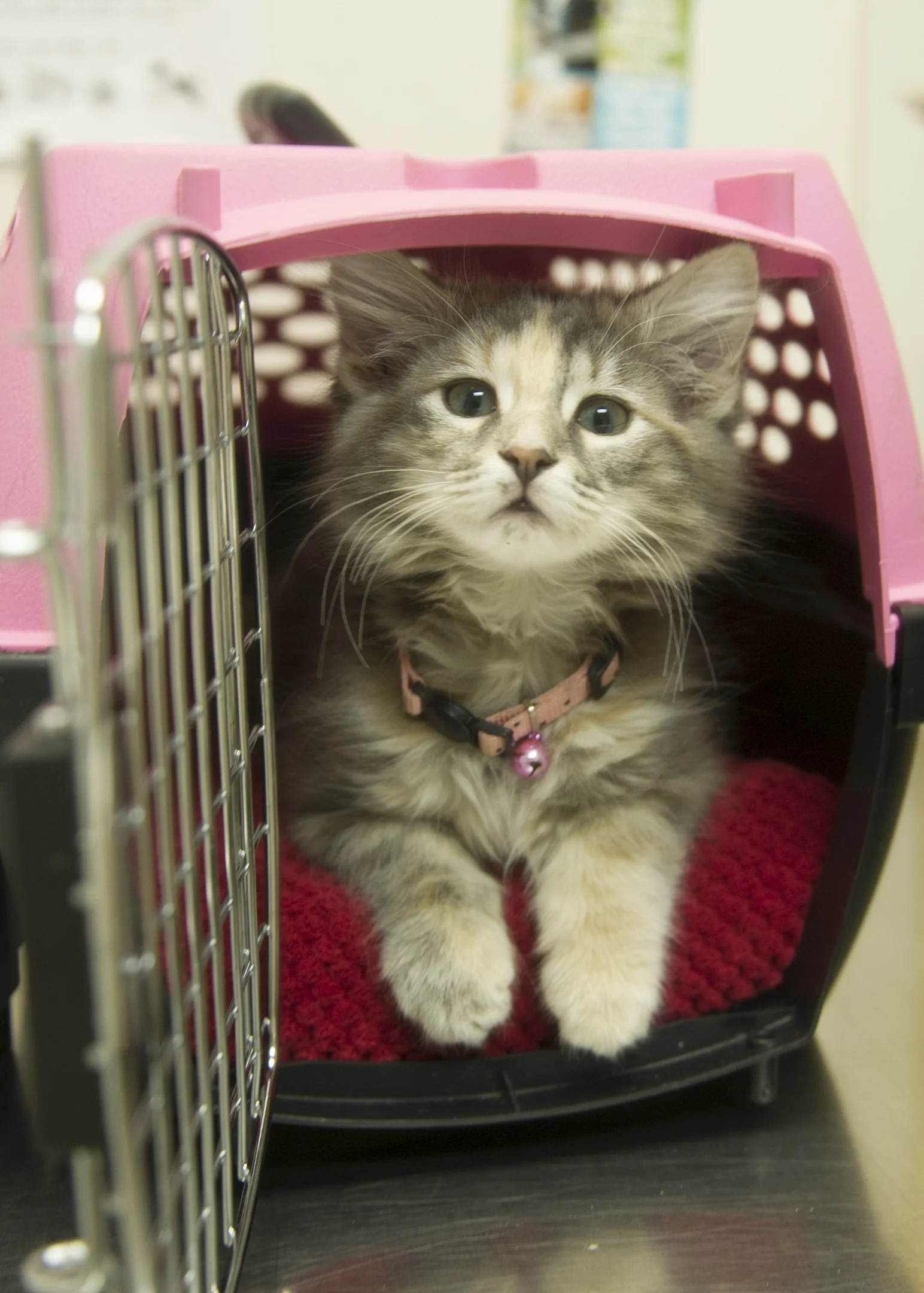 catcarrier.jpg