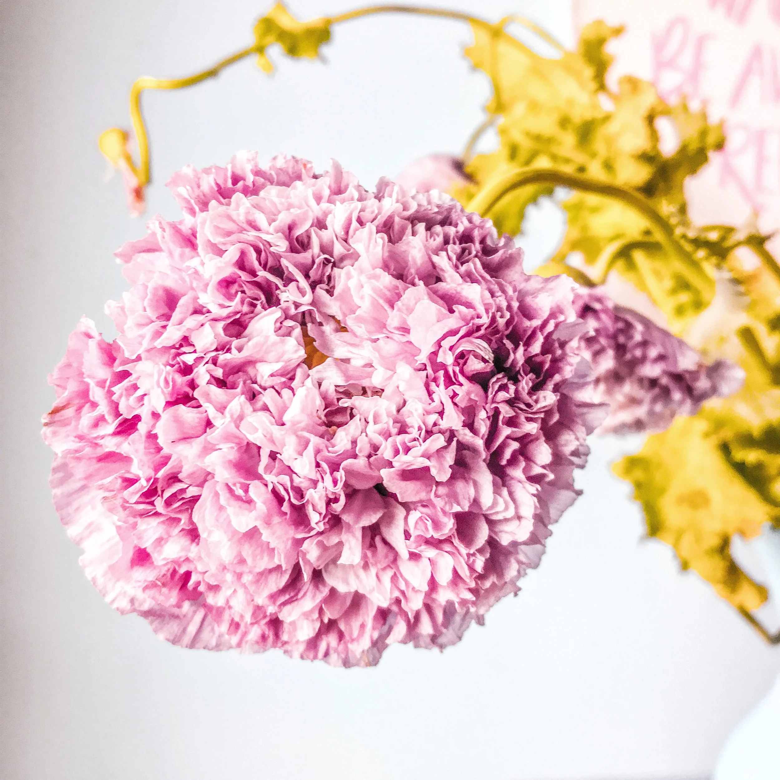 pink-poppy.jpg