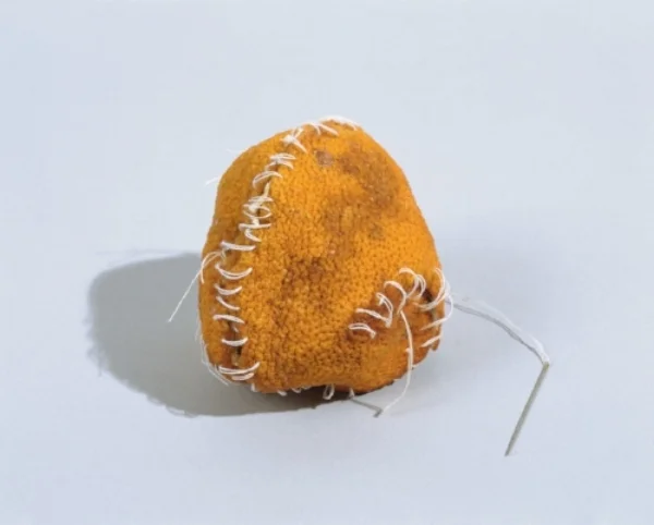 Zoe Leonard (b. 1961), detail of Strange Fruit (for David), 1992-97. Image courtesy the Philadelphia Museum of Art. Photograph by Graydon Wood.
