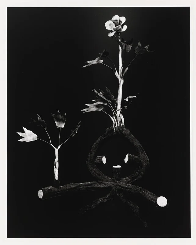 Miljohn Ruperto, Ulrik Heltoft, Voynich Botanical Studies, Specimen 52r Zima, 2014. © Miljohn Ruperto and Ulrik Heltoft.