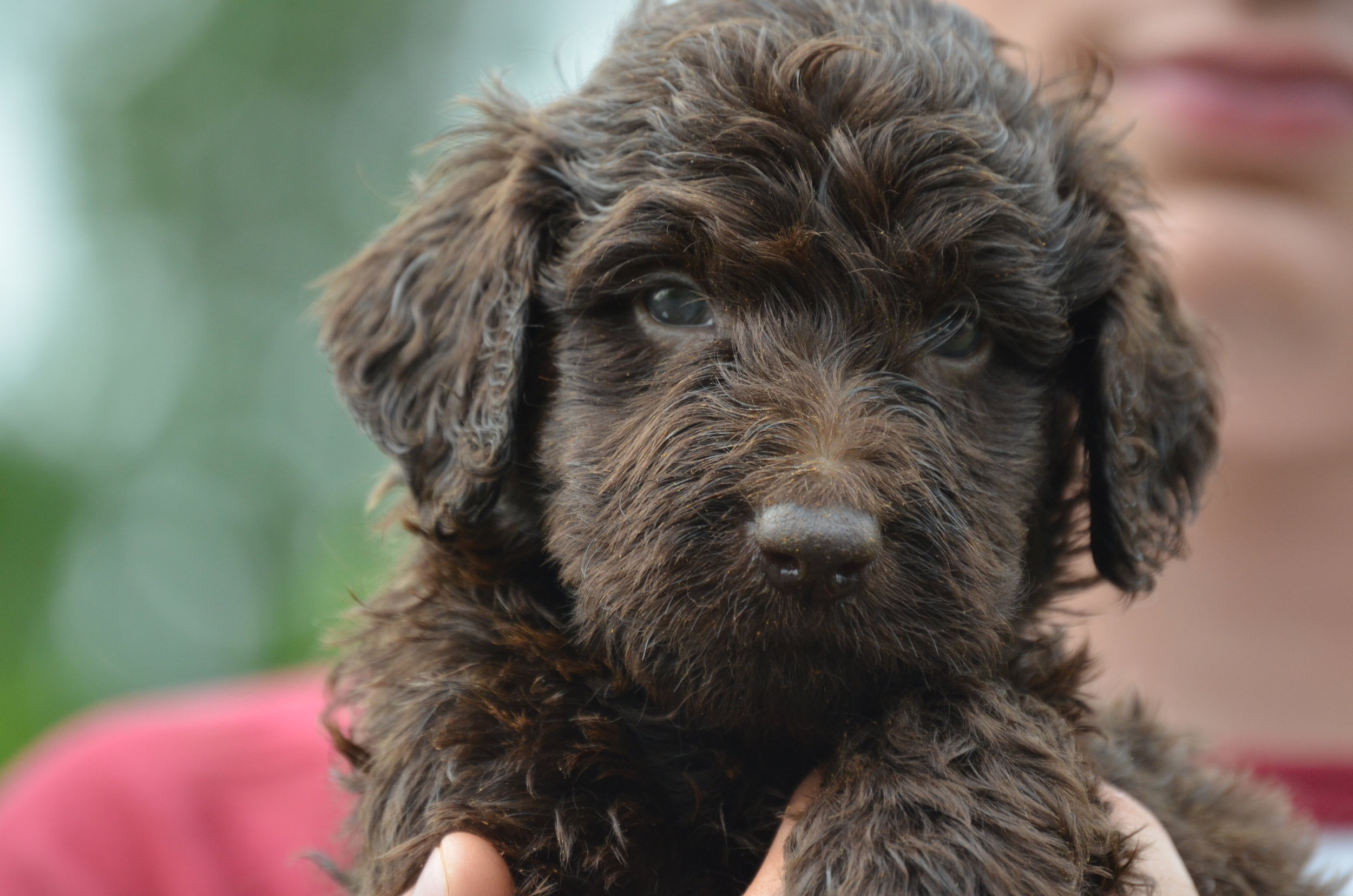 chocolate mini labradoodle puppies for sale