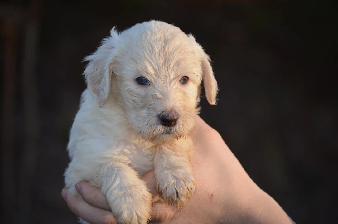 Mini Labradoodle Puppies