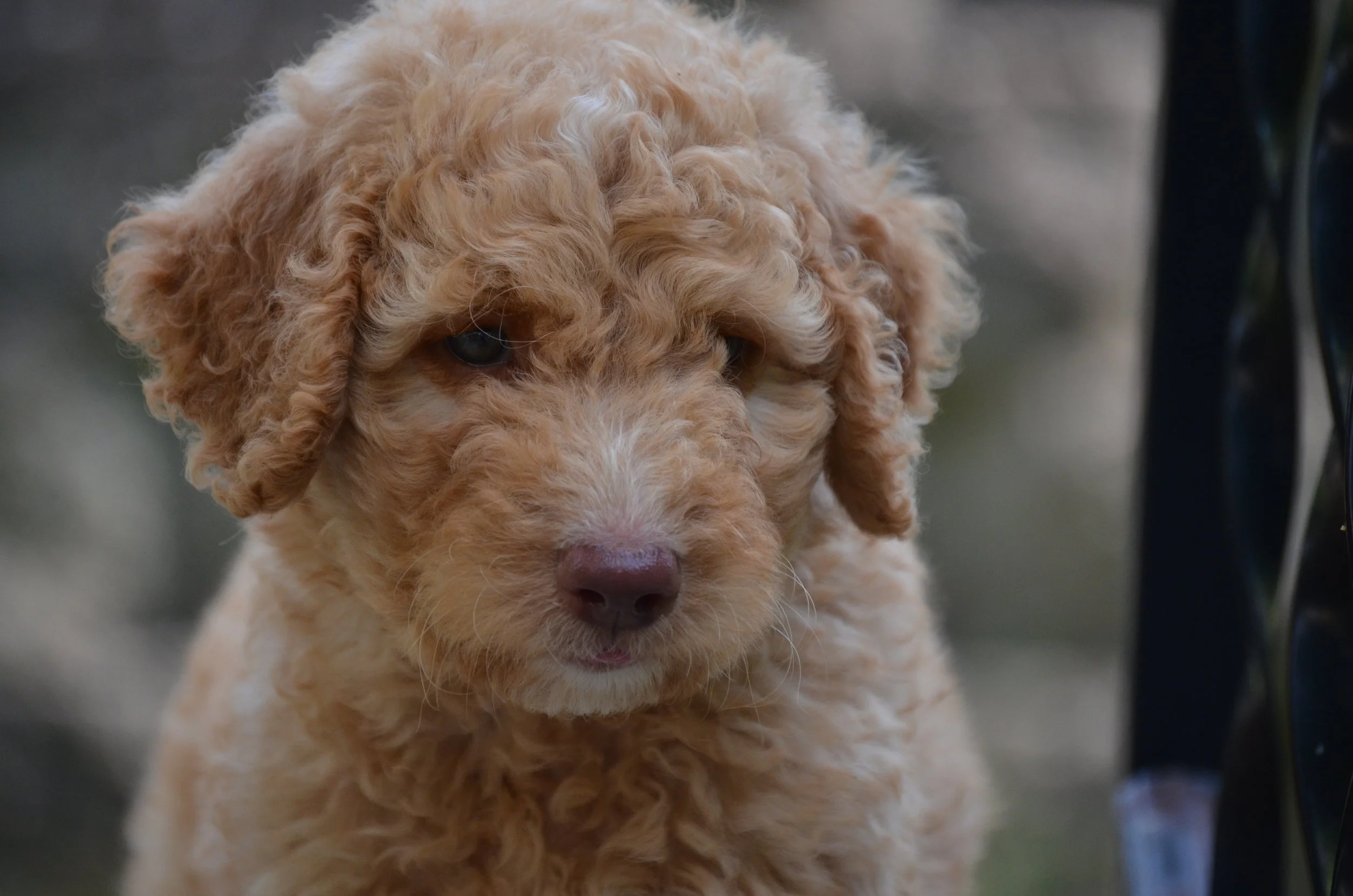 mini apricot labradoodle