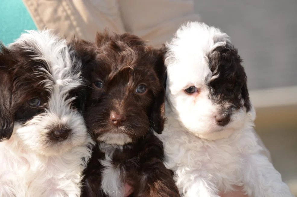 mini parti labradoodle