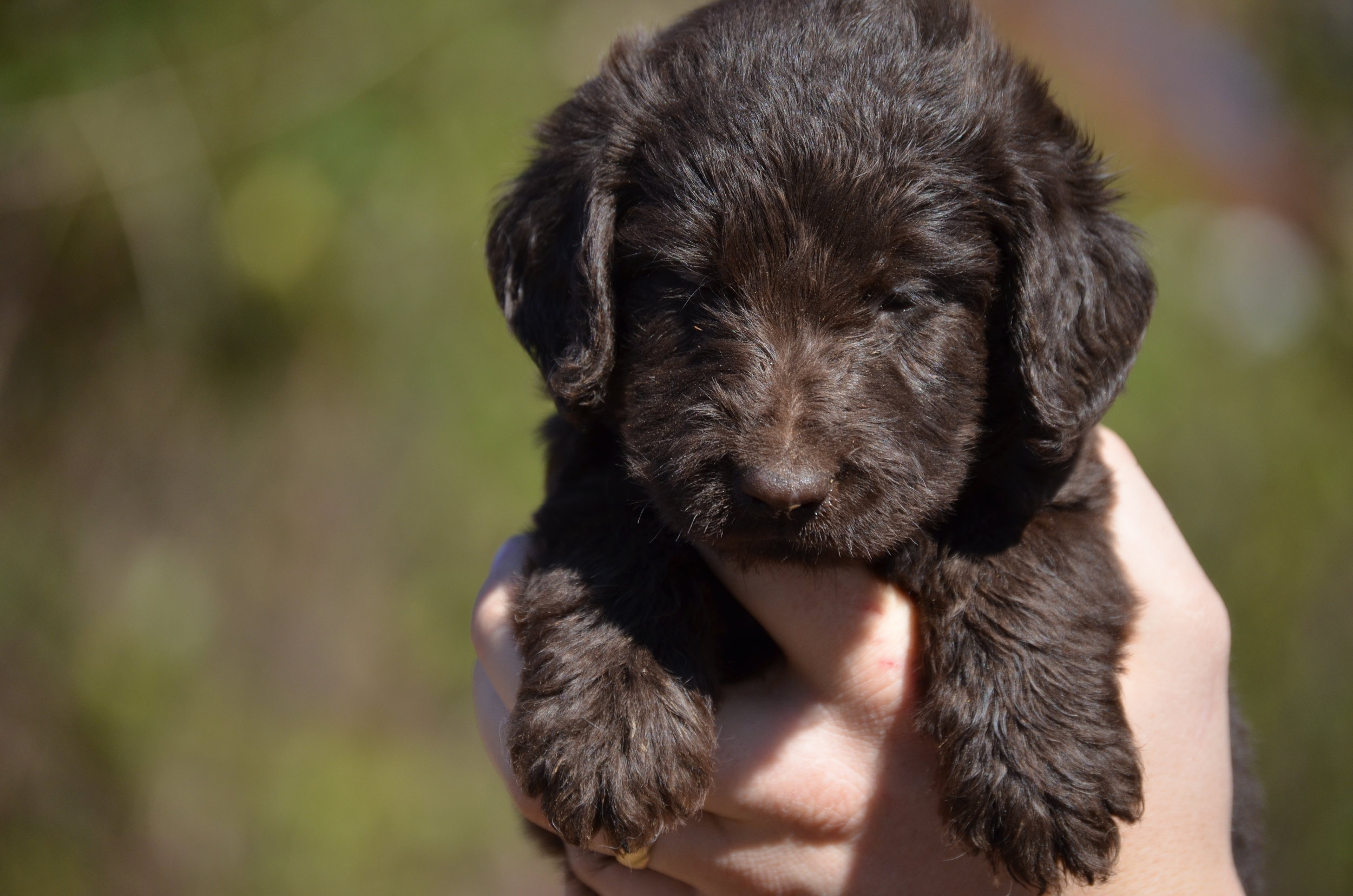 mini labradoodle puppies for sale