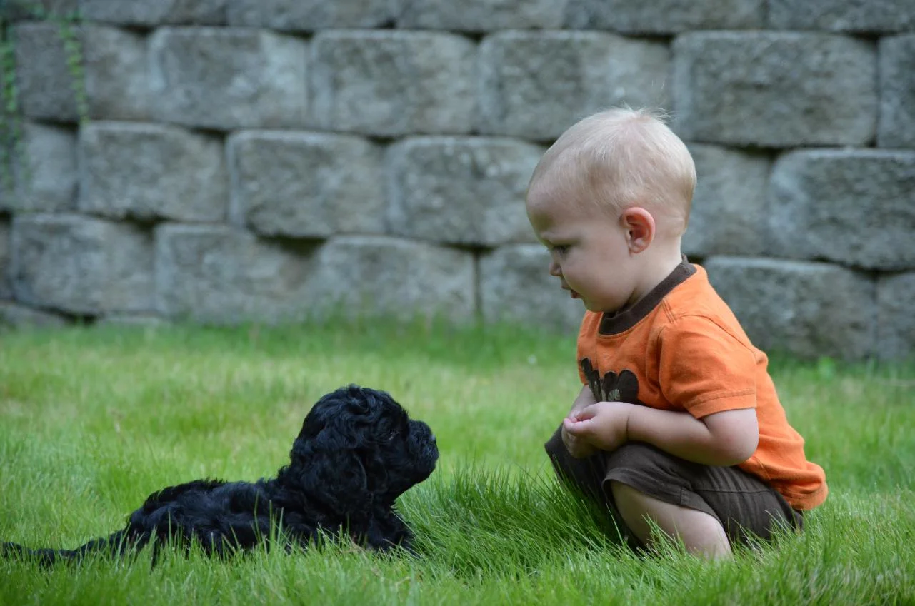 Mini Labradoodle Puppies