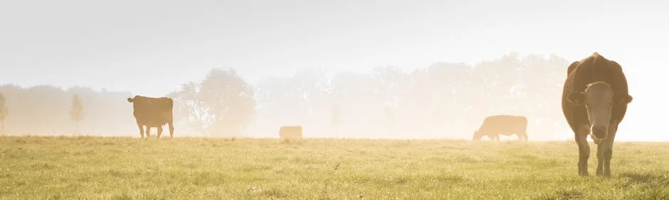 landscape-fog-meadow-mist.jpg