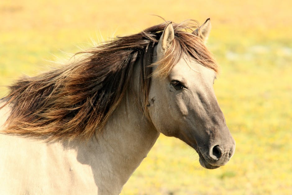 horse-animal.jpg
