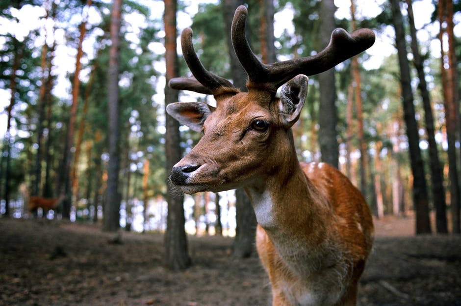 hirsch-forest-wild-fallow-deer-45175.jpeg