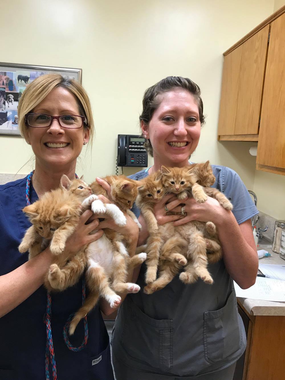 orange kittens in exam room.jpg